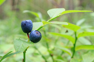 blueberries growing on a branch in the forest
