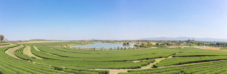 Obraz premium Landscape panorama of Tea Plantation and water lake.