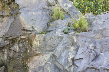 Plastic lizard on rock with grass. 