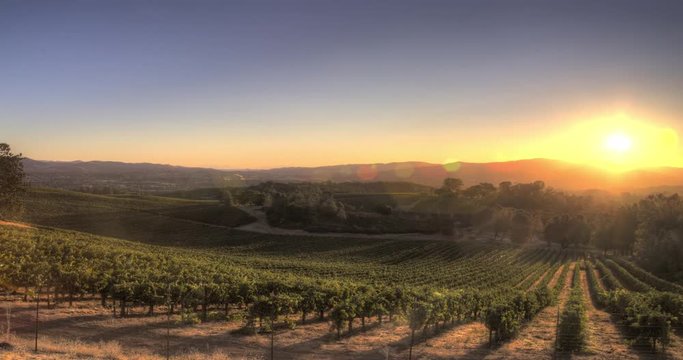 Sunrise Vineyard Landscape, Lake County, California
