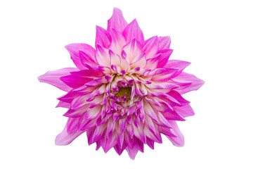 Pink flower isolated on white background with clipping path by Macro lens .