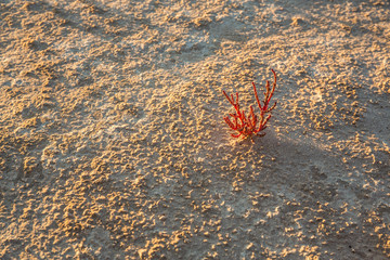 Samphire in dry water course