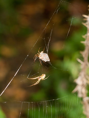 two common outdoor woodland uk spiders on same web
