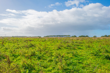 Sunlit field with plants below a blue cloudy sky in autumn