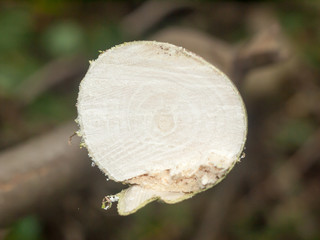 close up bottom cross-section of small chopped trees