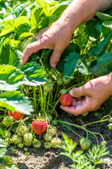 Naklejka na ściany i meble Field with strawberry harvest, hands picking strawberries, organic farming concept