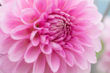 Textures pink flower close-up detail  by Macro lens .