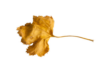 Naklejka premium dry leaf