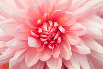 Obraz premium Textures pink flower close-up detail by Macro lens .
