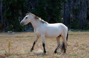 Obraz na płótnie Canvas Pale Apricot Dun Buckskin wild horse stallion in the Pryor Mountains wild horse range in Montana United States