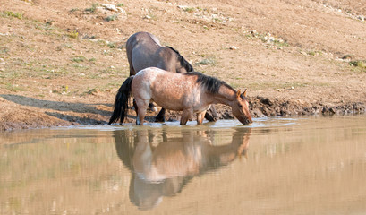 Wild Horses - Bay Red Roan and Grulla mares drinking at the waterhole in the Pryor Mountains Wild...