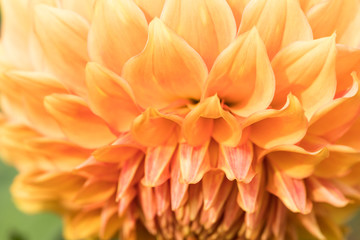 Fototapeta na wymiar Textures beautiful flower close-up detail by Macro lens .