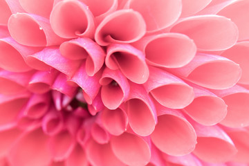 Fototapeta premium Textures pink flower close-up detail by Macro lens .