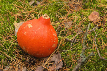 one small sweet juicy orange color of pumpkin lying on the green moss to get ready to decorate for the holiday