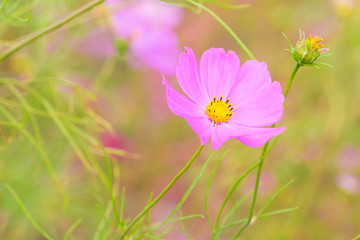 Beautiful Pink cosmos flower blooming  in  spring day  by Macro lens .