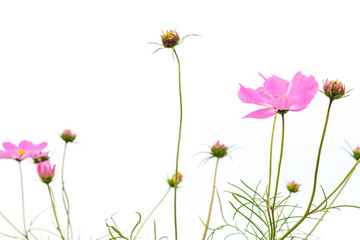 Cosmos flowers isolated on white background with clipping path by Macro lens .