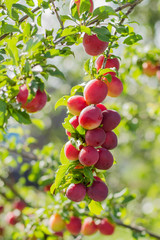 Plum tree with fruits