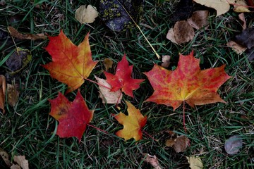 autumn color palette