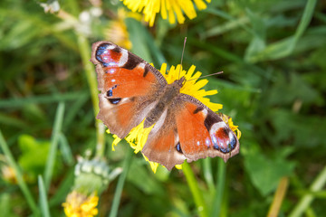 Butterfly sit on the flower. 2010