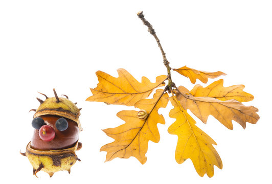 an autumnal toy and oak branch isolated on a white