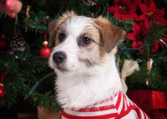 Dog. Young jack russell terrier on Christmas background