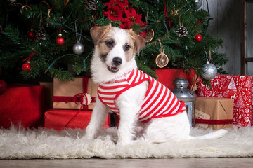 Dog. Young jack russell terrier on Christmas background