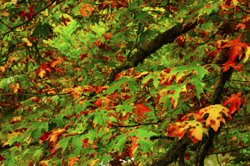 a picture of an Pacific Northwest forest of maple trees in early fall