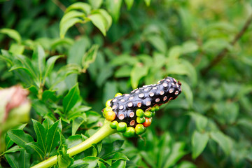 丹沢登山道マムシ草の実