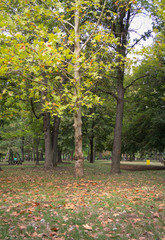 The look of the park from the beginning of autumn