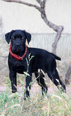Obraz premium black puppy cane corso. photo