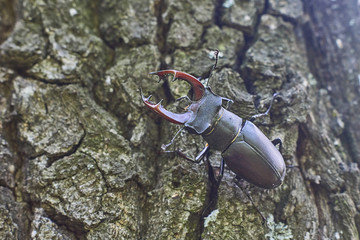 Beetle deer on the trunk of an oak tree. Option 1.
