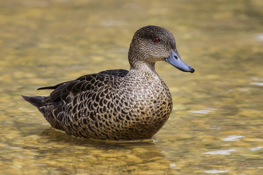 Chestnut Teal