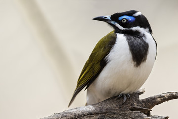 Fototapeta premium Blue-faced Honeyeater
