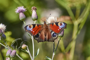 Butterfly Day peacock eye on the leaf.
