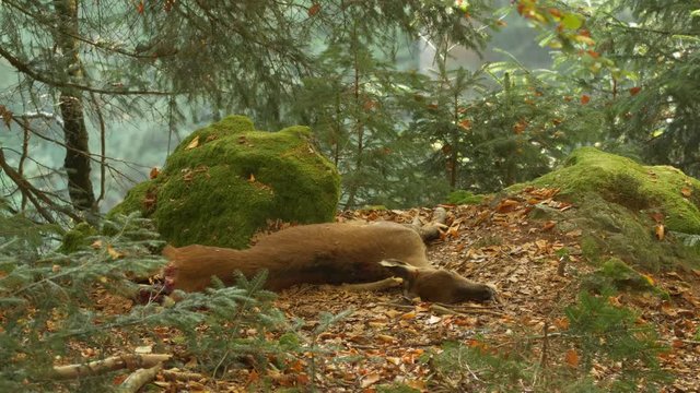 Eurasian lynx (Lynx lynx) approaching dead deer
