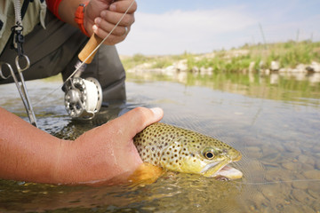 Fly fisherman in river of Montana catching brown trout