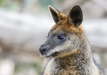 Swamp Wallaby