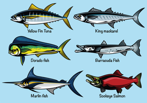 set of colored fish illustration