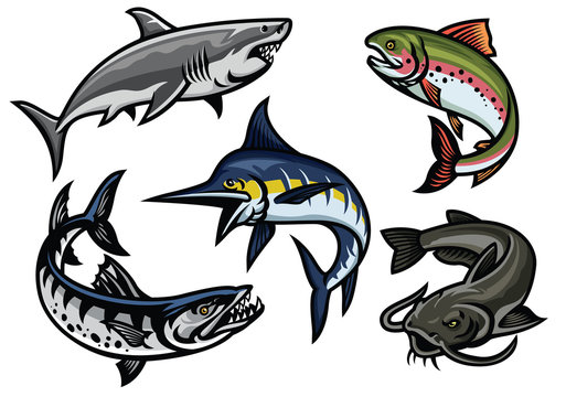 set of fish illustration in colored
