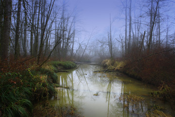 a picture of an Pacific Northwest forest and wetlands i winter