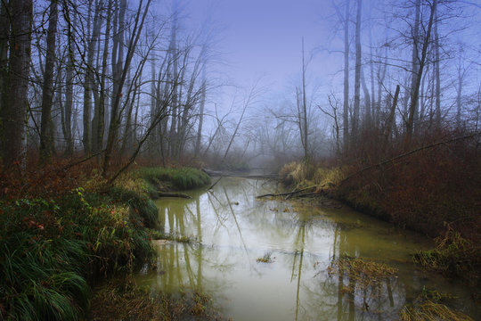 a picture of an Pacific Northwest forest and wetlands i winter
