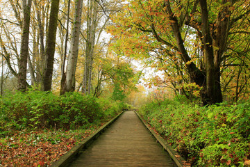 a picture of an Pacific Northwest forest trail