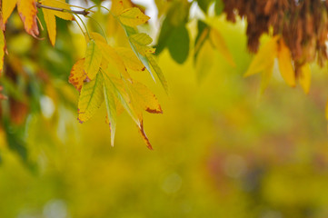 Yellow autumn leaves on the branch.  Beautiful fall blurred background.