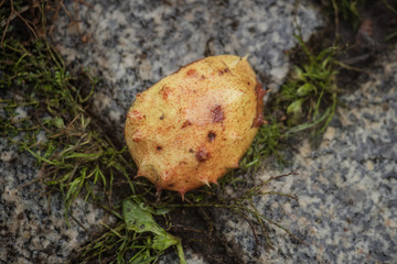 Yellow chestnut lies on the street