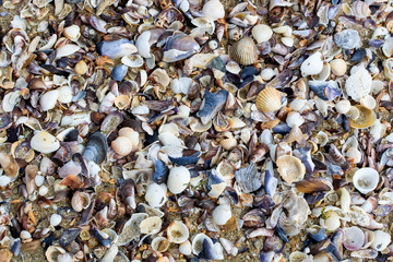 top view of Beach sand and sells  for background and texture. Summer background concept.