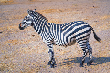 Zebra stand alone in Serengeti National park