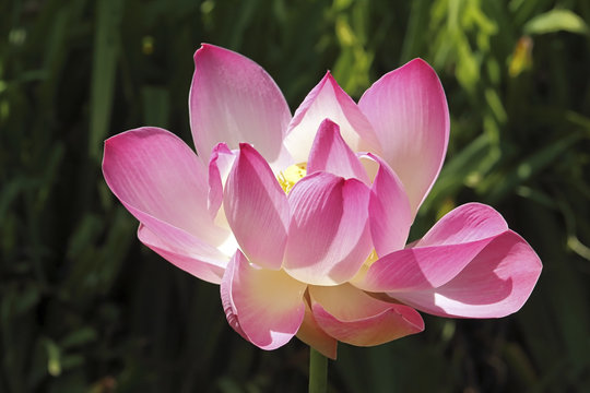Large lotus flower