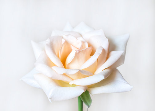 Beautiful white rose flower wallpaper, with soft light effect