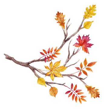 Watercolor Fall Tree Branch