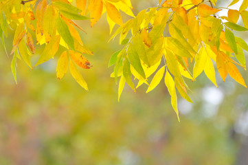 Fototapeta na wymiar Yellow autumn leaves on the branch. Beautiful fall blurred background.